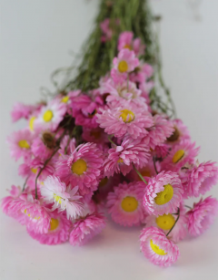 Buy Now 10 Stems Cerise Pink Dried Pampas Grass 
