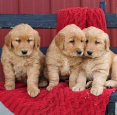 Adorable Outstanding Golden Retriever Puppies Re