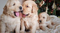 Lovely Golden Retriever Puppies For Sale