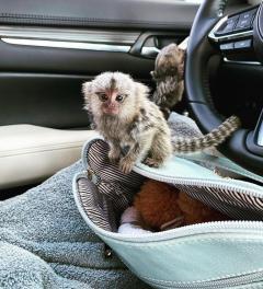 Cute Marmoset Monkeys