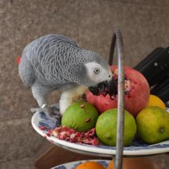 African Grey Parrots With Cage, Food And Toys, H