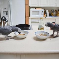 African Grey Parrots With Cage