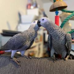 African Grey Parrots With Cage, Food And Toys, H