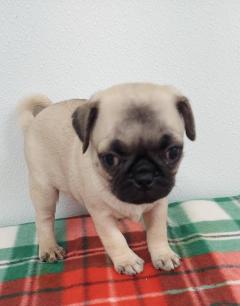 Super Friendly Beautiful Pug Puppy Playful With 