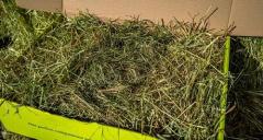 Chinchilla Hay For Sale In The U.k.