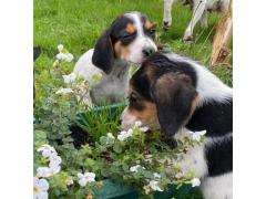 Outstanding Beagle Puppies Now Available