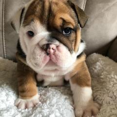 Excellent English Bulldog Puppies Available