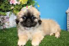 Pekingese Puppies For A Good Home