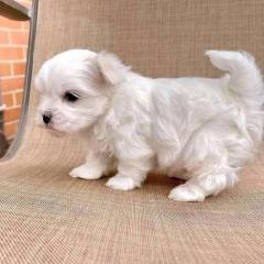 Two Maltese  Puppies For A Good Home