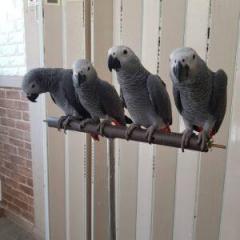 African Grey Parrot For Sale ...Whatsapp Me At 4