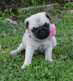 Pug Puppies Ready To Go Home....whatsapp Me At 4