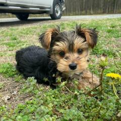 Yorkshire Terrier Puppies...whatsapp Me At 44741