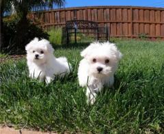 Maltese Puppies For Sale.whatsapp Me At 44741834