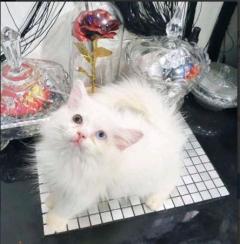 Gorgeous Full Persian Kittens