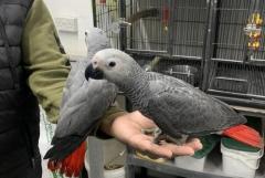 African Grey Congo Grey Parrots Hand Tamed Talki