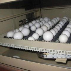 Fertile Parrot Eggs And Incubator For Sale Whats