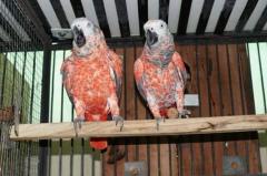 Red Factor African Grey Psittacus Erithacus For 