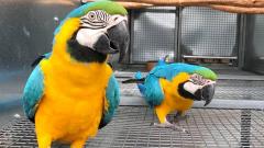 Ara Ararauna Blue And Gold Macaws Parrots For Sa