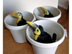 Beautiful Baby And Adult Toucans Toco Ramphastos