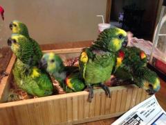 Beautiful Baby And Adult Cuban Amazon Parrots Am