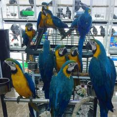 Blue And Gold Macaws  Ara Ararauna