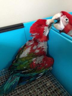 Ara Chloropterus Green Winged Macaws Parrots For