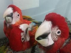 Ara Macao Scarlet Macaws Parrots For Sale Whats 
