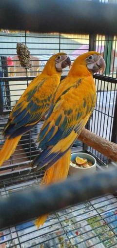 Macaws Parrots For Sale Contact Whats-App 447361