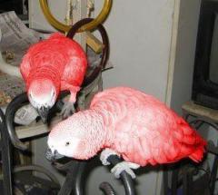 Red Factor African Grey Parrots Parrots For Sale