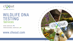 Chxout Wildlife Dna Testing -  Birds - Great Cre