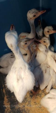Rhea Chicks For Sale Whites