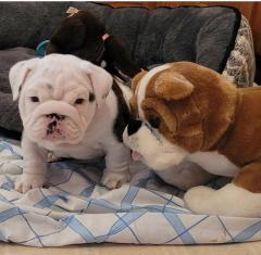 English Bulldog Dogs And Puppies For Sale