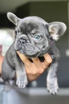 Adorable French Bulldogs Available.