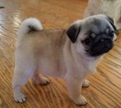 Baby Pugs Available