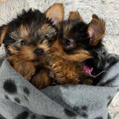 3 Small Yorkshire Terrier Pups