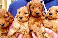 Kc Reg Cockapoo Puppies For Sale