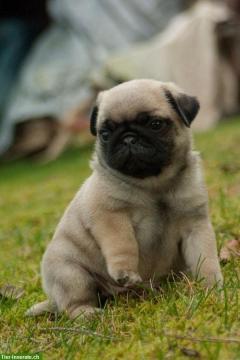 Outstanding Male And Female Pug Pug Puppies For 