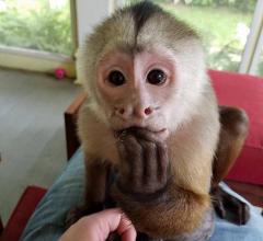 Young Capuchin Monkeys Available