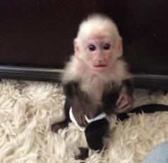 Male And Female Capuchin Monkeys Available