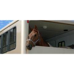 Looking For A Professional Horse Transportation 