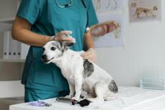 Looking For Veterinary Diagnosis Equipment In Fr
