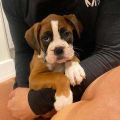 Beautiful Boxer Puppies Just Turned 12 Weeks And