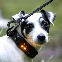 Dogfenders Safety Defence Collar The Ultimate Sa