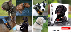 Best Dog Collar In The Uk - Top Picks For Comfor