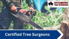 Certified Tree Surgeons In Chichester Budget-Fri