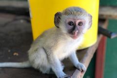 Sweet Green Monkeys For Sale Male And Female .