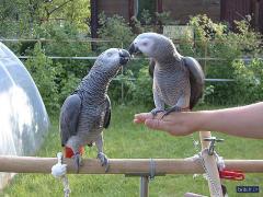 Pair Of Grey Parrots For A New Home .
