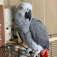 Super Tamed African Grey Parrots With Cage