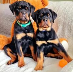 Rottweiler Puppies For Sale Ready To Leave