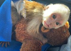 10 Weeks Capuchin Monkey For Sale